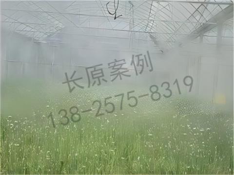 低成本、高效率：噴霧降溫在農(nóng)業(yè)中的創(chuàng)新應(yīng)用
